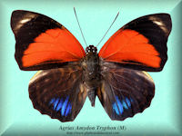 8-butterfly-Agrias-Amydon-Tryphon-(M)-Peru