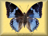 80-butterfly-Charaxes-Smaragdalis-(M)-RCA