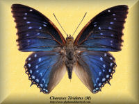 81-butterfly-Charaxes-Tiridates-(M)-RCA