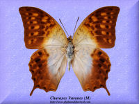 82-butterfly-Charaxes-Varanes-(M)-RCA