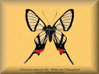 83-butterfly-Chorinea-Amazon-(M)-Peru