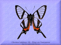 84-butterfly-Chorinea-Sylphinus-(M)-Peru