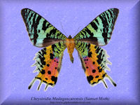 85-butterfly-Chrysiridia-Madagascariensis-2-(M)