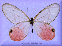 86-butterfly-Cithaerias-Merolina-(M)-Peru