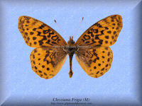 87-butterfly-Clossiana-Friga-(M)