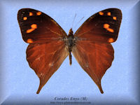 88-butterfly-Corades-Enyo-(M)-Peru