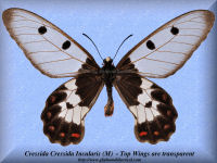 89-butterfly-Cressida-Cressida-Insularis-(M)-Romang-Leti