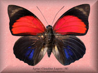 9-butterfly-Agrias-Claudina-Lugens-(M)-Peru