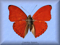90-butterfly-Cymothoe-Sangaris