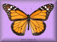 92-butterfly-Danaus-Erippus-(M)-Peru