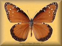 93-butterfly-Danaus-Gilippus-Berenice-(F)-Florida-USA