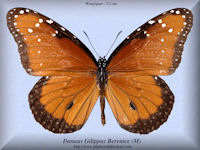 94-butterfly-Danaus-Gilippus-Berenice-(M)-Florida-USA
