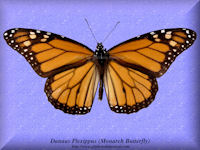 95-butterfly-Danaus-Plexippus-(Monarch)