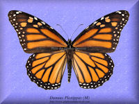 96-butterfly-Danaus-Plexippus-2-(M)-North-America
