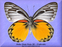 97-butterfly-Delias-Oraia-Oraia-(Underside)-(M)-Lombok