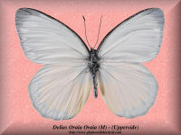 98-butterfly-Delias-Oraia-Oraia-(Upperside)-(M)-Lombok