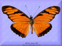 99-butterfly-Dione-Juno-(M)-Peru