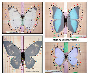 PAGE-1-Butterfly-Pinning-Examples-by-Ghislain-Bonneau