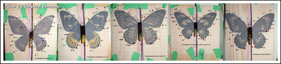 PAGE-1-butterfly-Ornithoptera-Females-on-their-pinning-boards