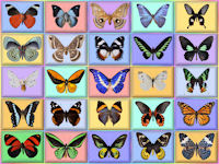 wallpaper-butterfly-01-fs