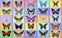 wallpaper-butterfly-01-ws