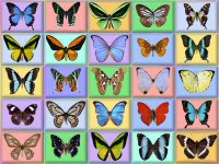 wallpaper-butterfly-02-fs