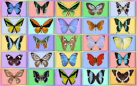 wallpaper-butterfly-02-ws