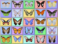 wallpaper-butterfly-03-fs