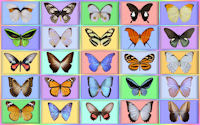 wallpaper-butterfly-03-ws