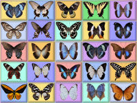 wallpaper-butterfly-04-fs
