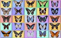 wallpaper-butterfly-04-ws