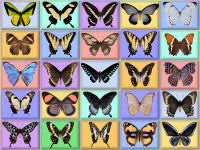 wallpaper-butterfly-05-fs
