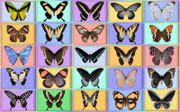 wallpaper-butterfly-05-ws