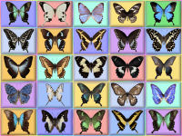 wallpaper-butterfly-06-fs