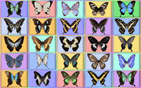 wallpaper-butterfly-06-ws