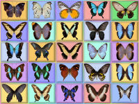 wallpaper-butterfly-07-fs