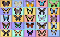 wallpaper-butterfly-07-ws