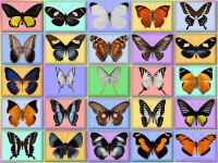 wallpaper-butterfly-08-fs