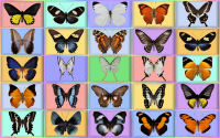 wallpaper-butterfly-08-ws