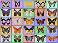 wallpaper-butterfly-09-fs