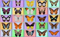 wallpaper-butterfly-09-ws