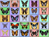 wallpaper-butterfly-10-fs