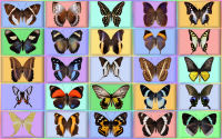 wallpaper-butterfly-10-ws