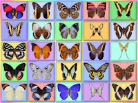 wallpaper-butterfly-11-fs