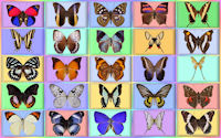 wallpaper-butterfly-11-ws
