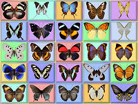 wallpaper-butterfly-12-fs