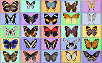 wallpaper-butterfly-12-ws