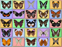 wallpaper-butterfly-13-fs