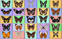 wallpaper-butterfly-13-ws