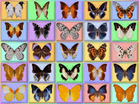 wallpaper-butterfly-14-fs